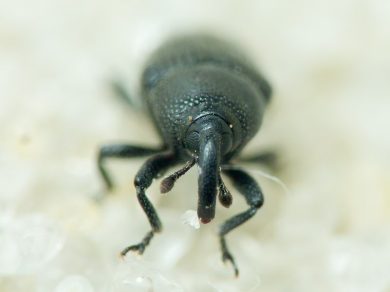 Labiaticola sibiricus (Faust, 1890)